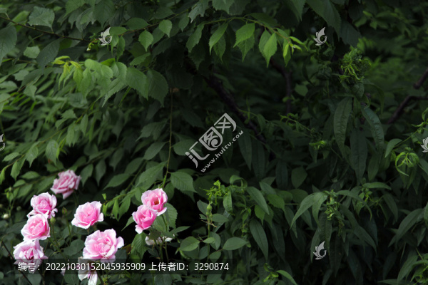 草叢里盛開的薔薇花