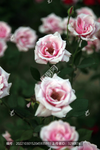 草叢里盛開的薔薇花