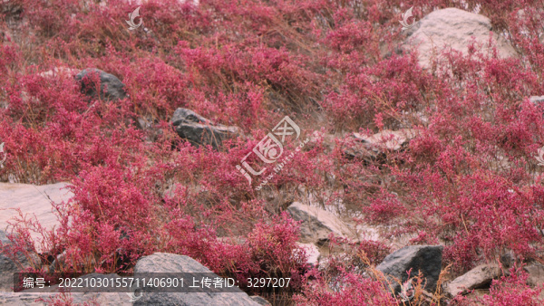 錦州市紅海灘