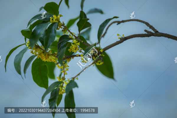 桂花