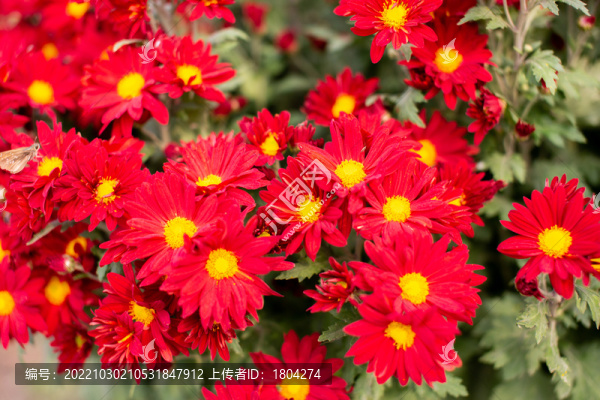 菊花