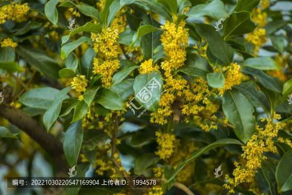 桂花