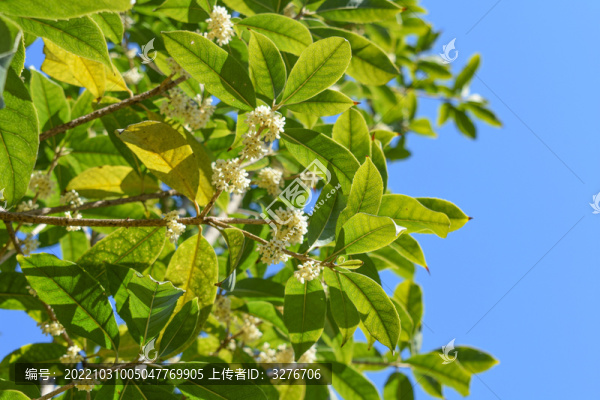 八月桂花枝葉九里香金粟樹枝