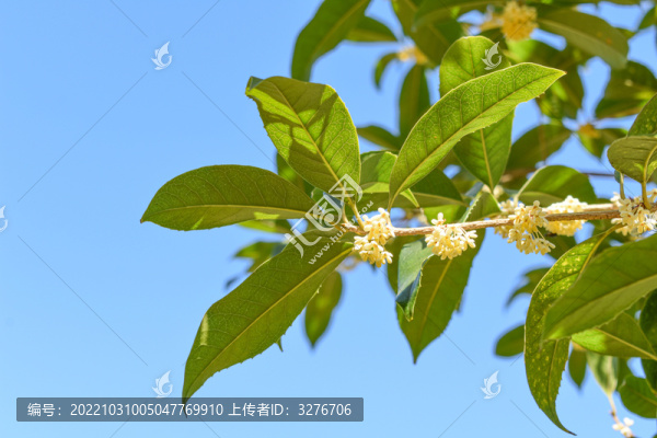 八月桂花枝葉九里香金粟樹枝