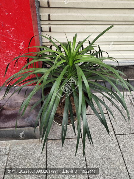 龍血樹