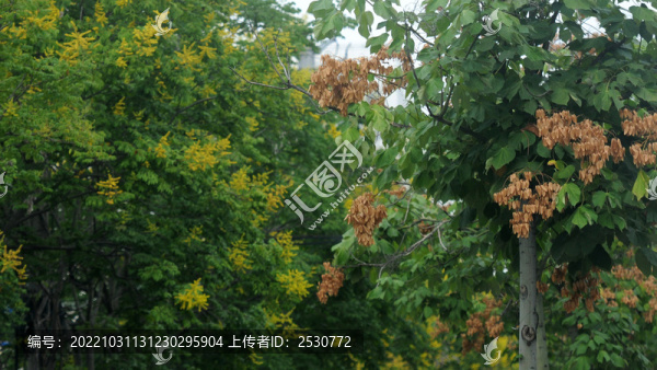 梧桐與欒樹