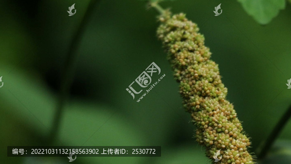 粟
