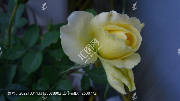 月季花