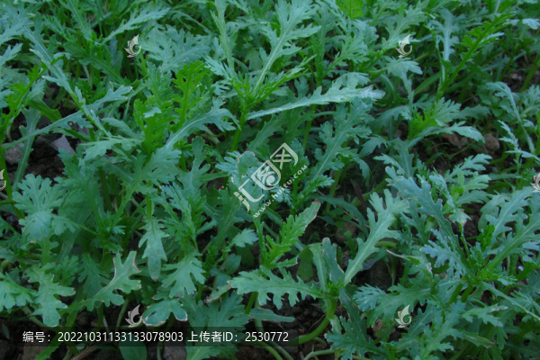 茼蒿