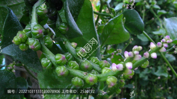 木耳菜
