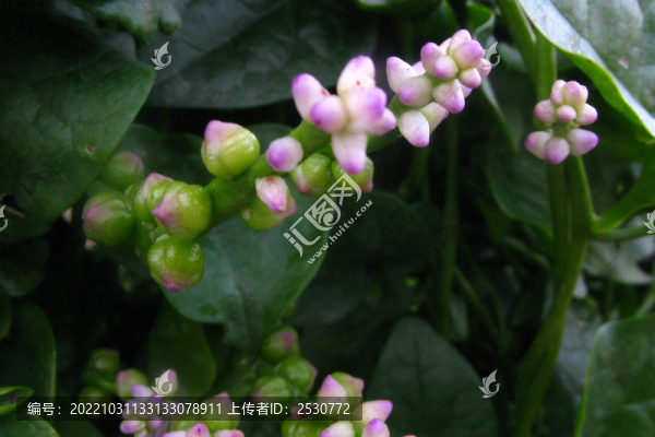 木耳菜
