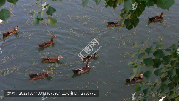 池塘里鴨子-匯圖網(wǎng) www.fosd68.com 池塘里鴨子