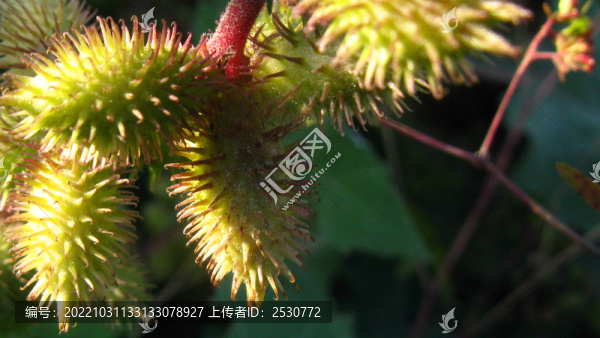 蒼耳