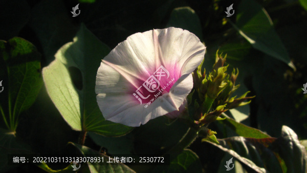 番薯花