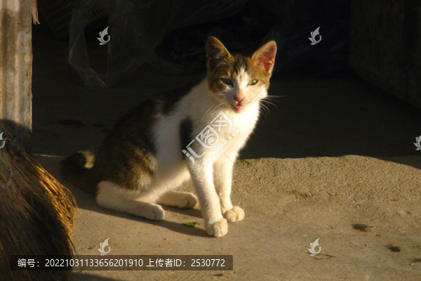 貓