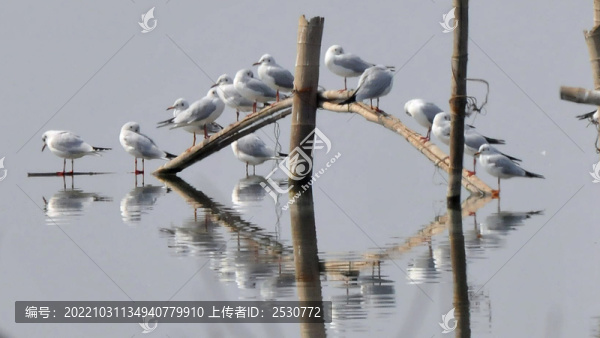 海鷗