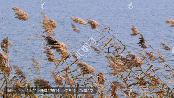 冬天的黃陂湖