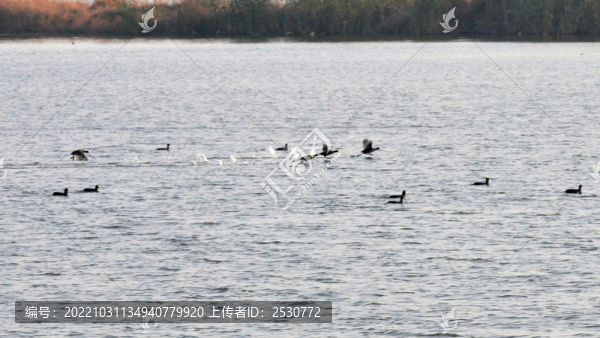 湖面掠飛鳥