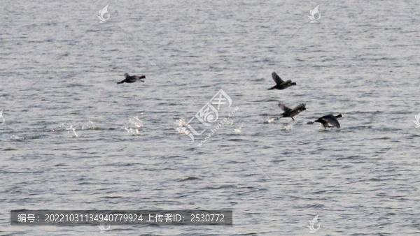 湖面掠飛鳥
