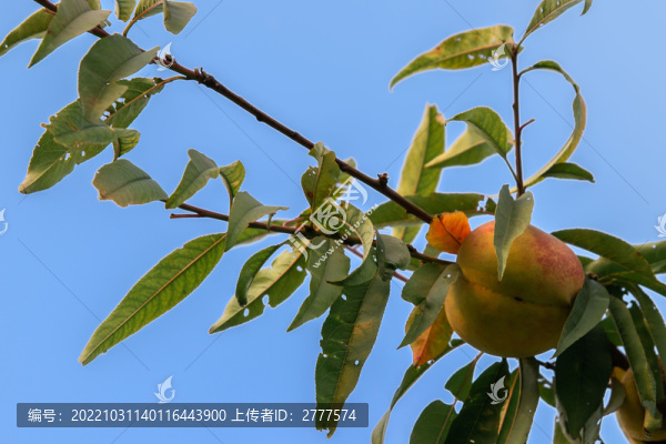 秋桃
