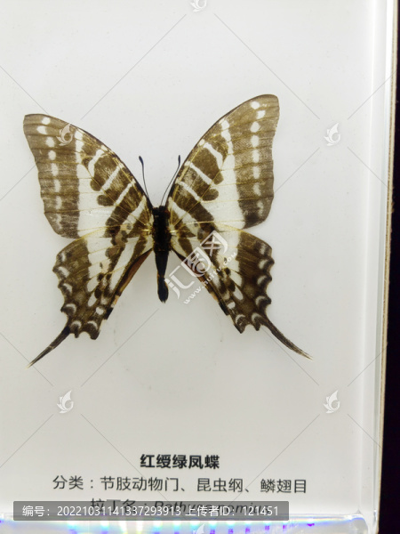 紅綬綠鳳蝶