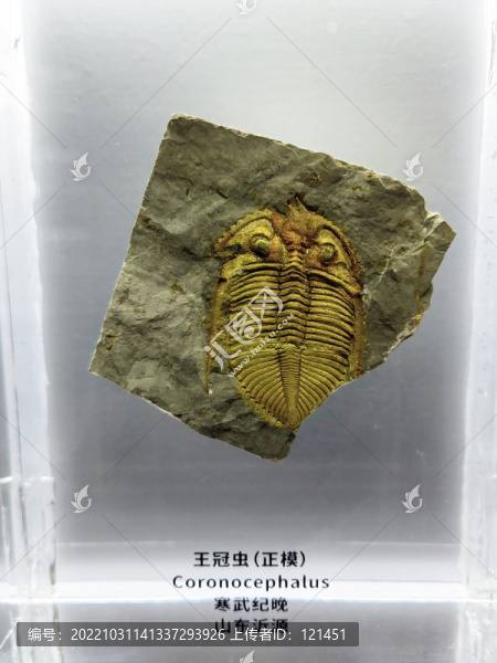 寒武紀(jì)早