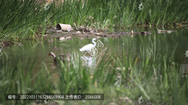 生態(tài)濕地公園白鷺鴨子