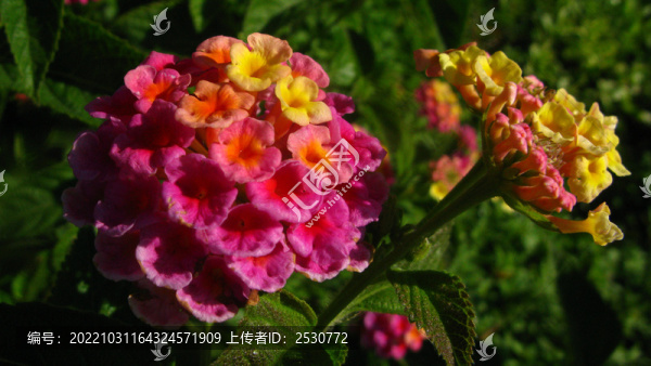 馬櫻丹