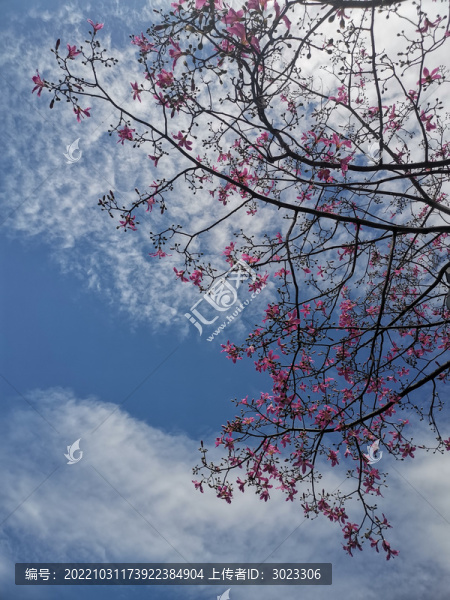 花團(tuán)