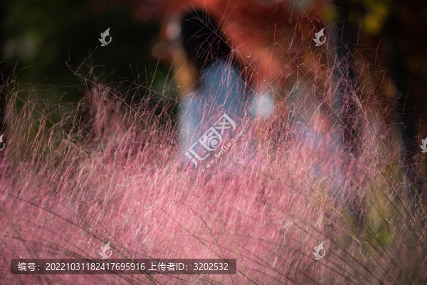 粉黛亂子草