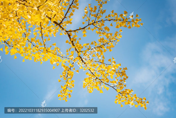 銀杏樹
