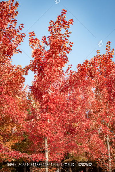 紅葉