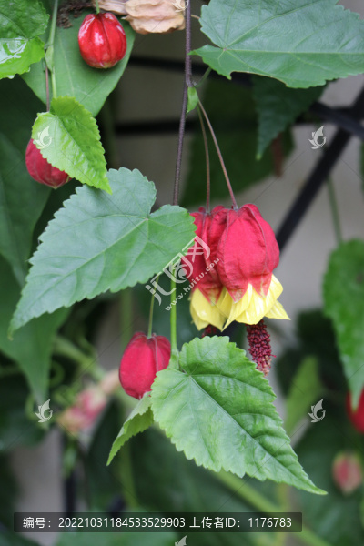 蔓性風鈴花