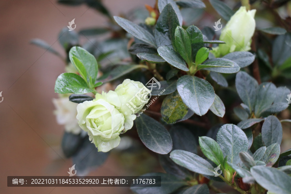 綠杜鵑