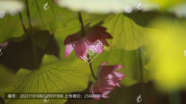 荷花倒影