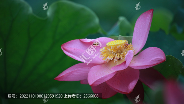 荷花雨滴蜜蜂