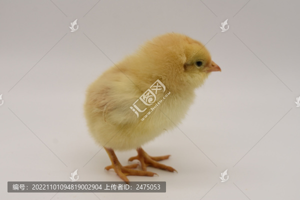 小雞仔