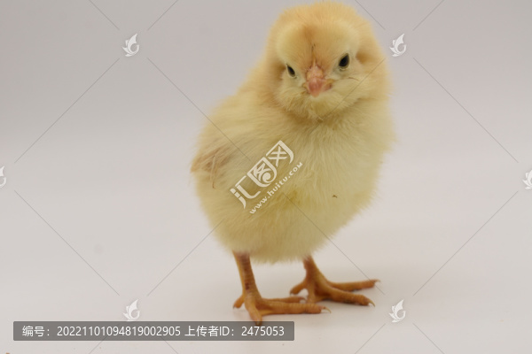 小雞仔