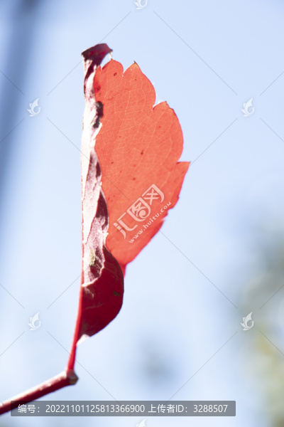 秋天紅葉