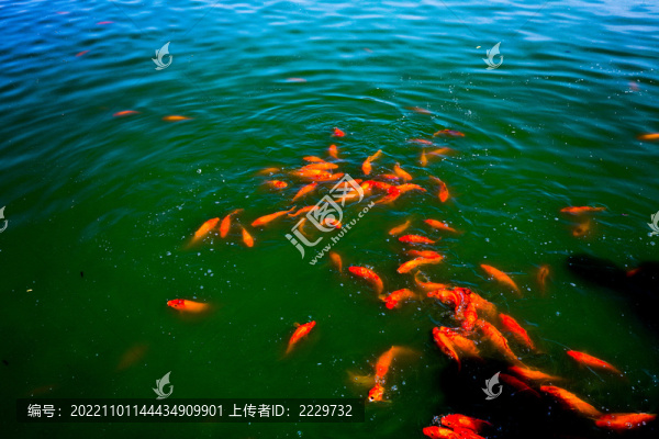 錦鯉魚