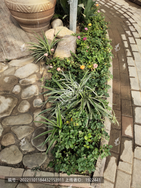 花店綠植盆景