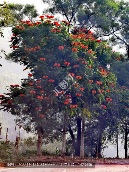 火焰花樹
