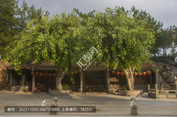毫光山菩提樹(shù)