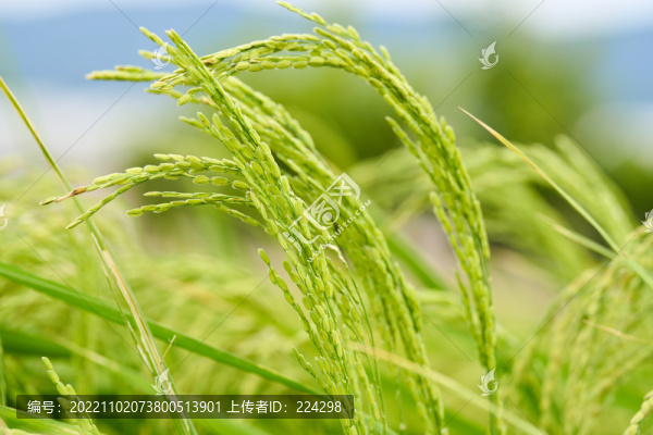 綠色稻谷特寫