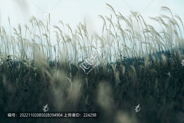蘆葦