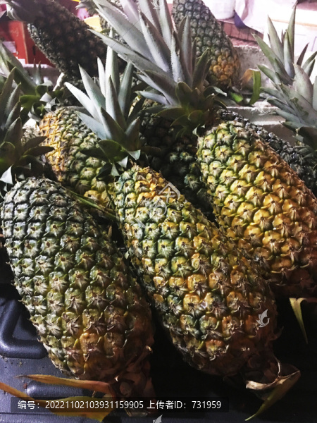 馬來西亞長菠蘿特寫