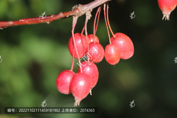 紅果