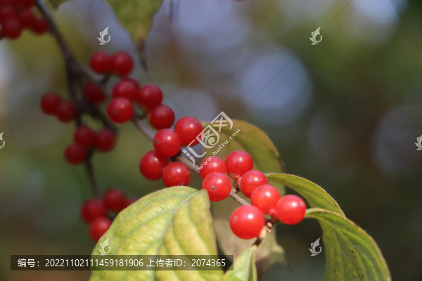 紅果