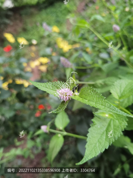 花配葉
