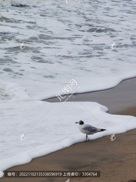 北歐風(fēng)海鷗大海海浪